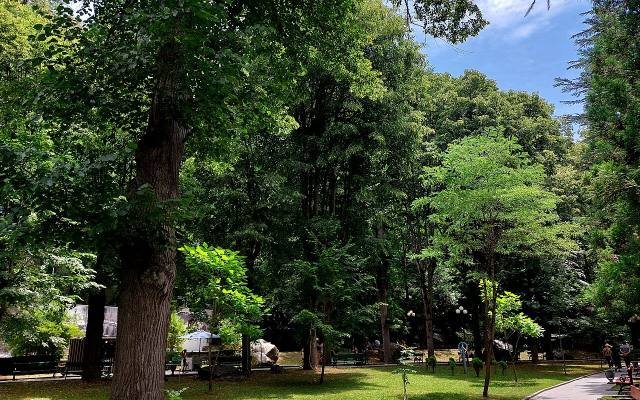 Tall trees and paths in Borjomi Central Park on a sunny summer day