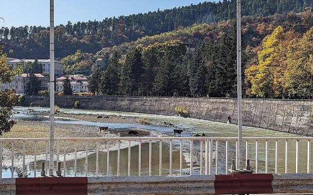 Cows crossing a footbridge over the river in Borjomi, with autumn woods on the hills behind
