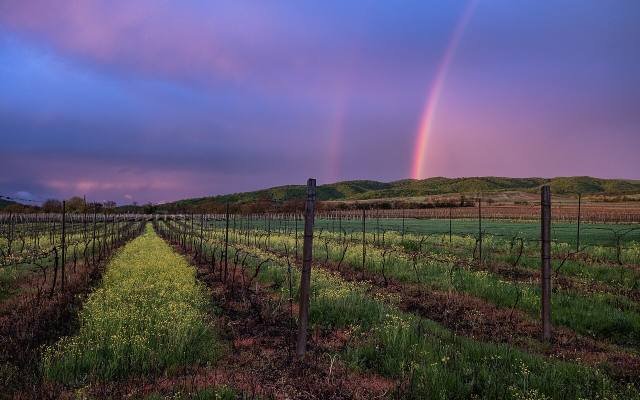 Rows of vines in Kakheti under a pink evening sky with a rainbow